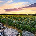 Sunflower Sunset